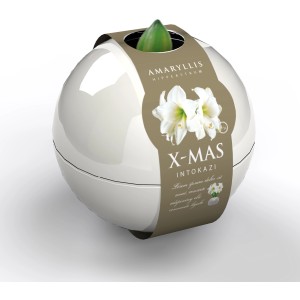 Amaryllis im weißen Kugel-Gefäß, Topf-Ø ca. 16 cm, weihnachtliche Dekoration.