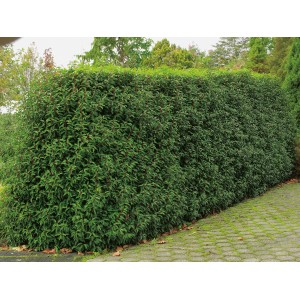 OBI Portugiesischer Kirschlorbeer "Angustifolia" Höhe ca.40 cm Topf ca.5l Prunus