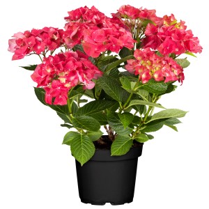 Hortensie Green Shadow Rot im Topf: Bauernhortensie mit roten Blüten und grünen Akzenten.