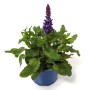 Blühender GROW by OBI Hain-Salbei 'Deep Blue' im blauen Topf, ca. 26 cm hoch.