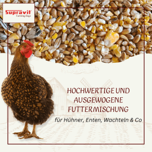 Braunes Huhn vor Supravit Geflügelkörnerfutter, einer Körnermischung für Hühner, Enten und Wachteln.