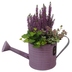 Herbstliches Arrangement in lila Gießkanne mit Heide, Efeu und Fetthenne, Ø 14 cm.