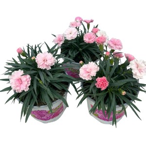 Drei Gartennelken I Love You Pink im Topf, rosa Blüten und grüne Blätter.