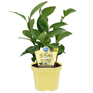 Blu Teepflanze Topf-Ø ca. 12 cm Camellia sinensis