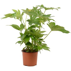 Grünpflanze im Topf, verschiedene Sorten, ca. 90-120 cm hoch. Dekorative Zimmerpflanze mit grünen Blättern.