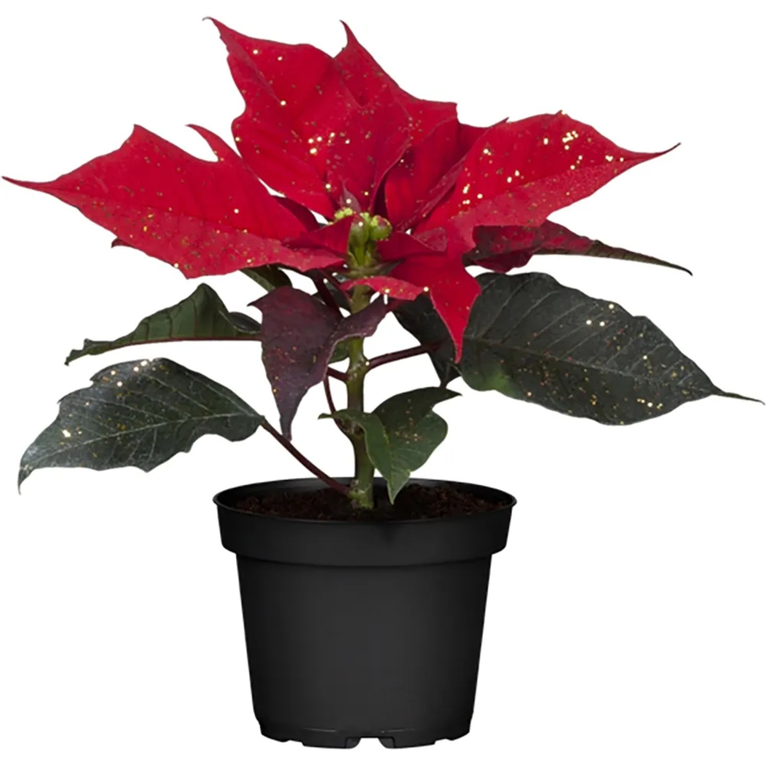 Weihnachtsstern Mini Rot Topf- ca. 6 cm Euphorbia kaufen bei OBI
