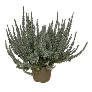 Samtheide Fluffy im Topf, ca. 10-15 cm hoch. Winterharte Calluna vulgaris für Beet und Balkon.