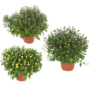 Drei Herbst-Chrysanthemen im Topf mit Blüten in Gelb, Rot und Weiß. Chrysanthemum indicum.