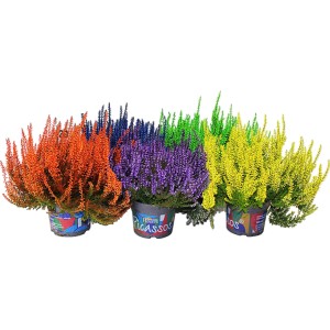 Knospenheide Smadies im Topf, verschiedene Farben. Herbstliche Calluna für Beet und Balkon.