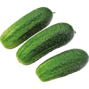 Drei grüne Einlegegurken (Cucumis sativus) im Topf von Grow by OBI.