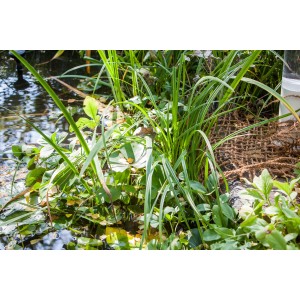 Heissner Anpflanzhilfe/Böschungsmatte (100x500cm) am Teichufer mit Pflanzen.