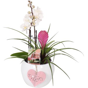 Blühpflanzen-Arrangement im Keramik-Gefäß Topf-Ø ca. 16 cm