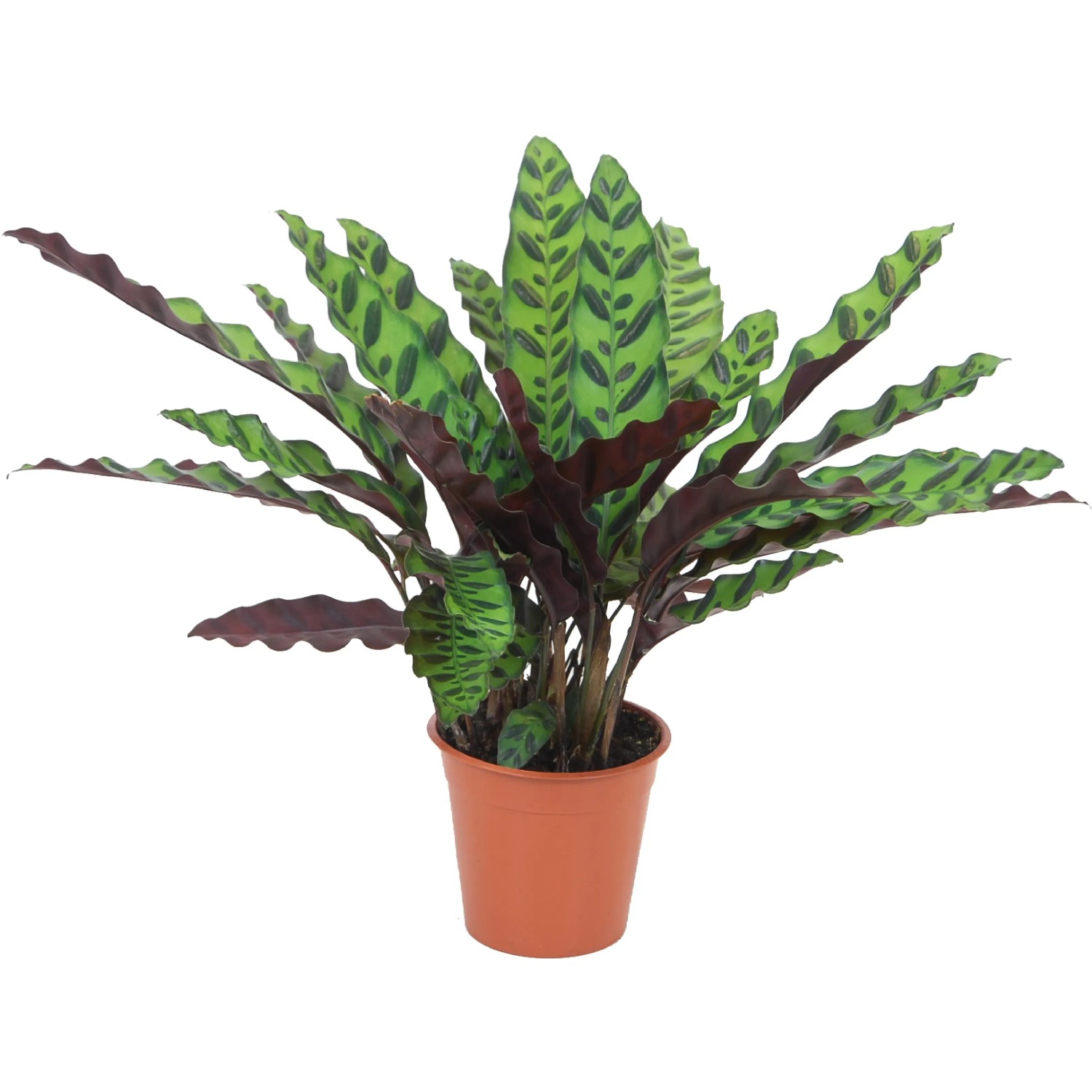 hortensie kunstpflanze Künstliche Hortensie - Nils | 62 cm main image 0