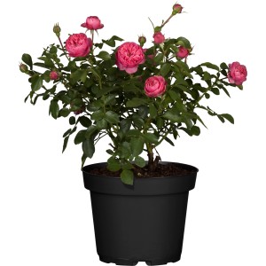 Beetrose Mix Rosa im Topf, ca. 10-20 cm hoch, mit rosa Blüten.