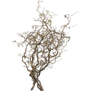 Korkenzieherhasel Contorta Zweige Höhe ca. 75 cm Corylus avellana