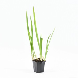 Schwertlilie 'Ann Chowning' im Topf, ca. 45cm hoch, für Teichufer und Sumpfzonen.