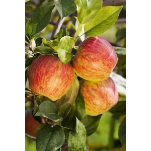 Apfelbaum 'Florina' mit rot-gelben Äpfeln und grünen Blättern am Baum.