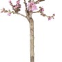 Bio Tellerpfirsich 'Saturn' im Topf mit rosa Blüten, ca. 80-100cm hoch.