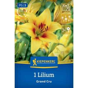 Kiepenkerl Asiatische Lilie Grand Cru, gelbe Blüte mit rotbraunem Herz. Für Garten & Kübel.