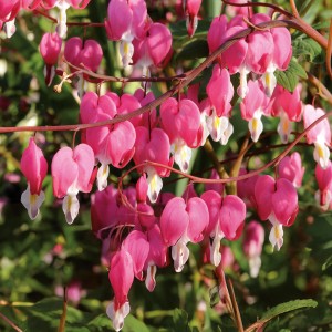 Nahaufnahme der rosa-weißen Blüten des Tränenden Herz (Dicentra spectabilis) von GROW by OBI.