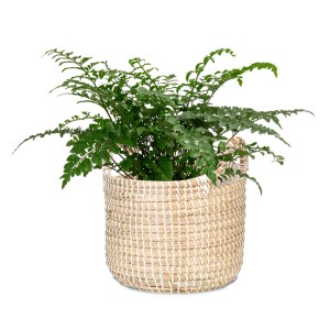 Scheurich Pflanzgefäß 514, Ø 26 cm, weiß, aus Seegras mit grüner Pflanze.