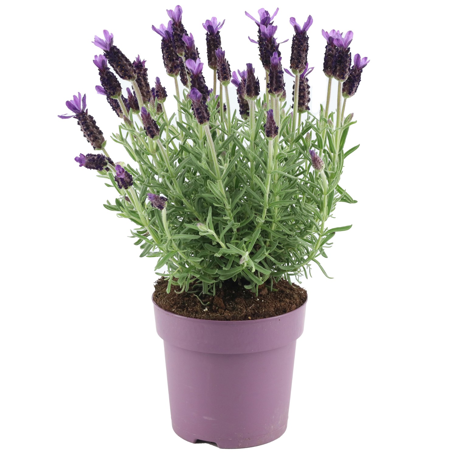 GROW by OBI Lavendel "Anouk" TopfØ ca. 15 cm Lavandula stoechas kaufen