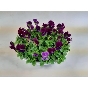 Horn-Veilchen im Zink-Gefäß, Farbenauswahl, Topf-Ø ca. 29 cm. Blühende Kübelpflanze mit dunkellila Blüten.