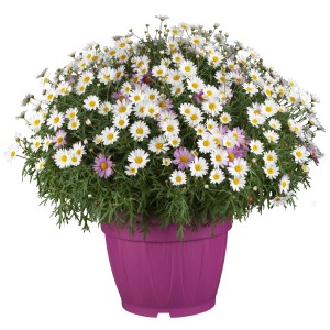 Bunte Strauchmargerite im Topf, ca. 45 cm hoch. Blühende Kübelpflanze mit weißen und lila Blüten.