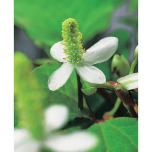Nahaufnahme einer weißen Molchschwanz-Blüte (Houttuynia cordata) im Topf, eine Teichpflanze für den Gartenteich.