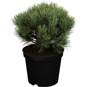 OBI Strauch-Wald-Kiefer "Watereri" Höhe ca. 10 - 20 cm Topf ca. 5 l Pinus