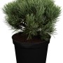 Strauch-Wald-Kiefer Watereri im Topf, ca. 10-20 cm hoch. Kiefer mit blaugrauen Nadeln.