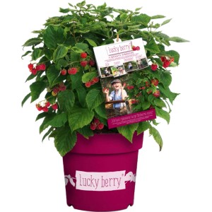 GROW by OBI Brombeere Lucky Berry im Topf, ca. 40-60 cm hoch, mit roten Früchten.
