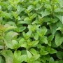 Nahaufnahme der grünen Blätter der Blu Bio-Mandarinen-Minze (Mentha) im Topf.