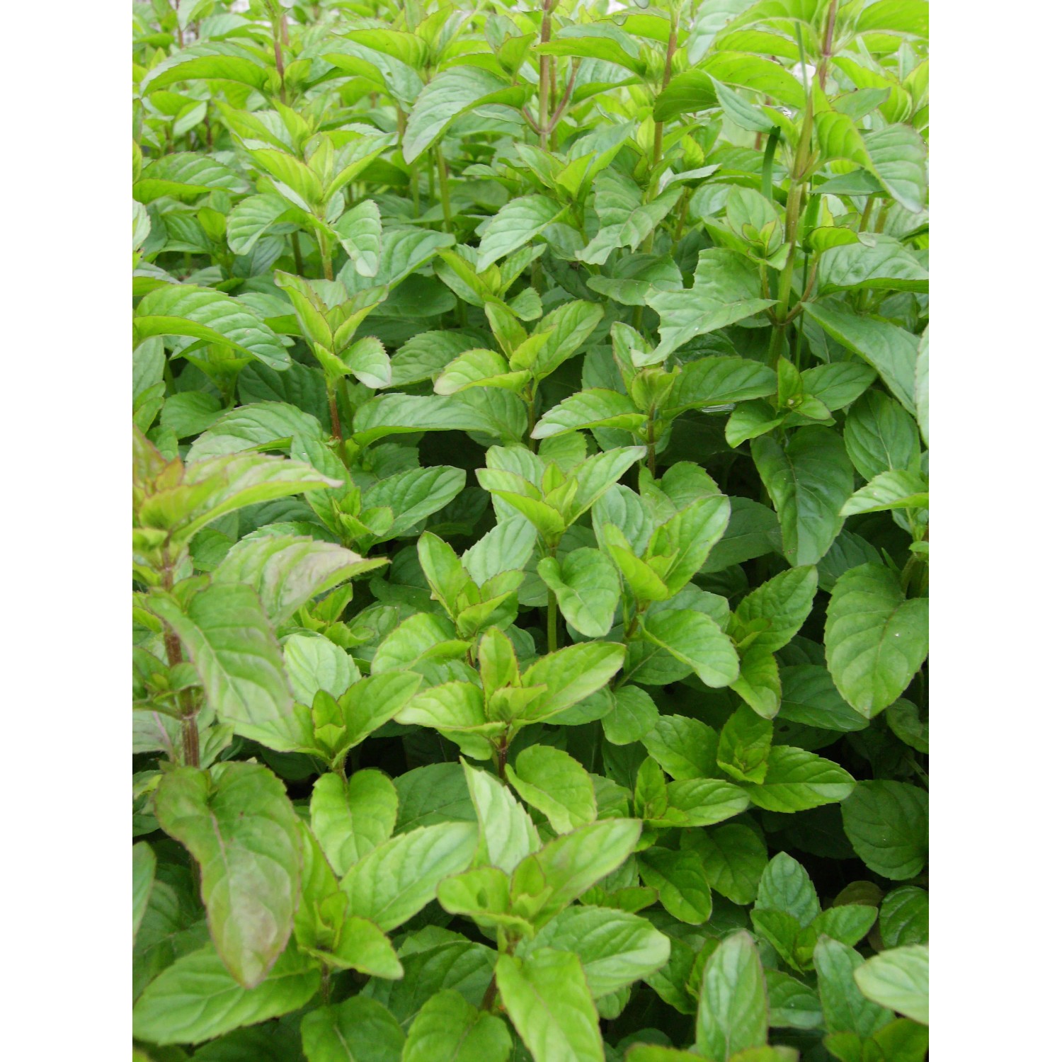 Nahaufnahme der grünen Blätter der Blu Bio-Mandarinen-Minze (Mentha) im Topf.