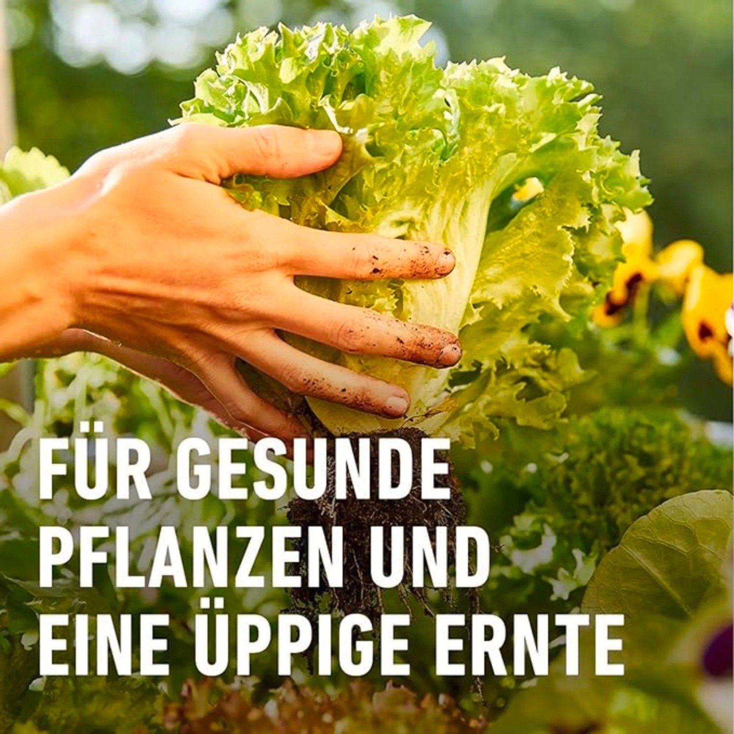 Compo Bio Universal Langzeit-Dnger mit Schafwolle 2 kg kaufen bei OBI