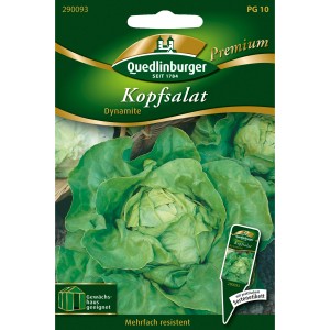 Quedlinburger Kopfsalat "Dynamite" Loses Saatgut