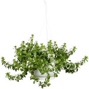 Hängende Fächerblume (Scaevola aemula) im Topf, weiße Blüten, grüne Blätter. Ideal als Ampelpflanze.