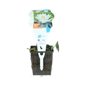 GROW by OBI Seerose "Alba" Weiß Topf-Ø ca. 11 cm Nymphea
