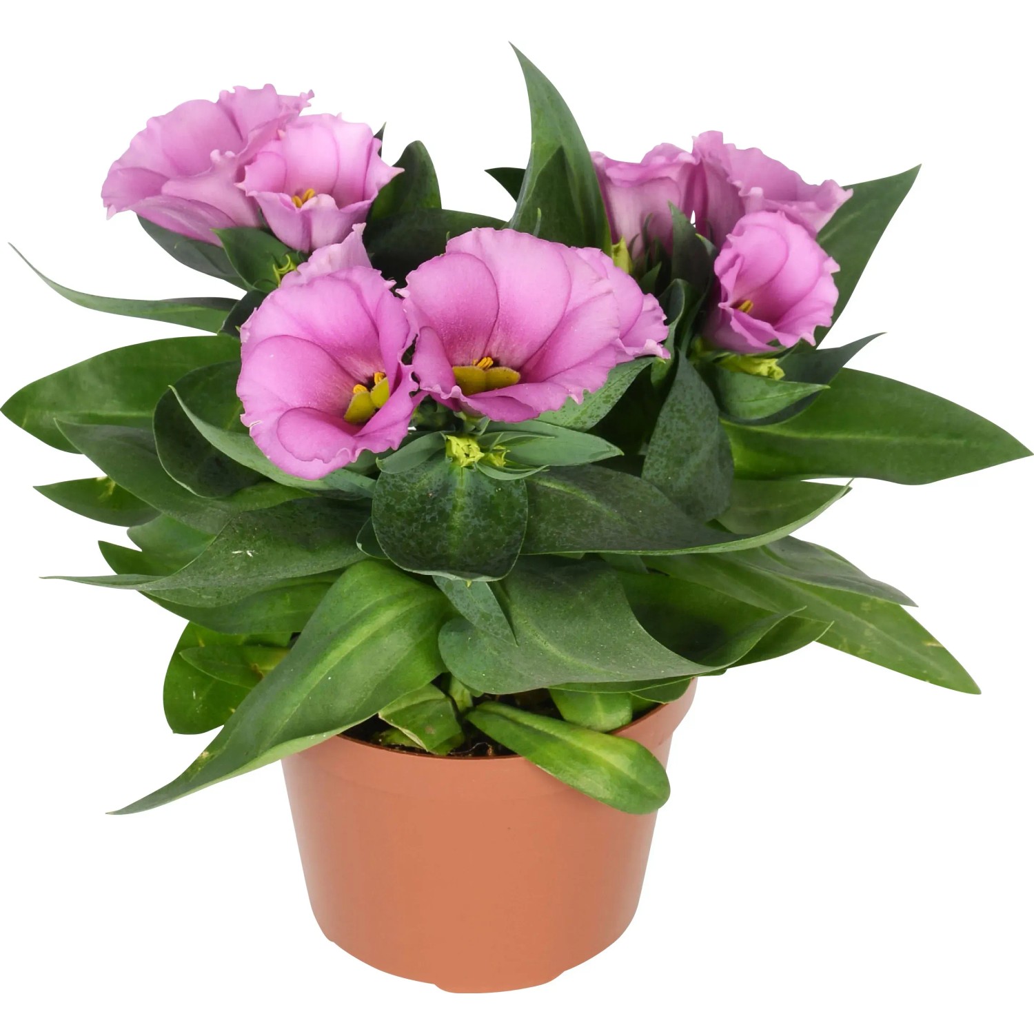 Prrie-Enzian Topf- ca. 6 cm (Eustoma grandiflorum) kaufen bei OBI