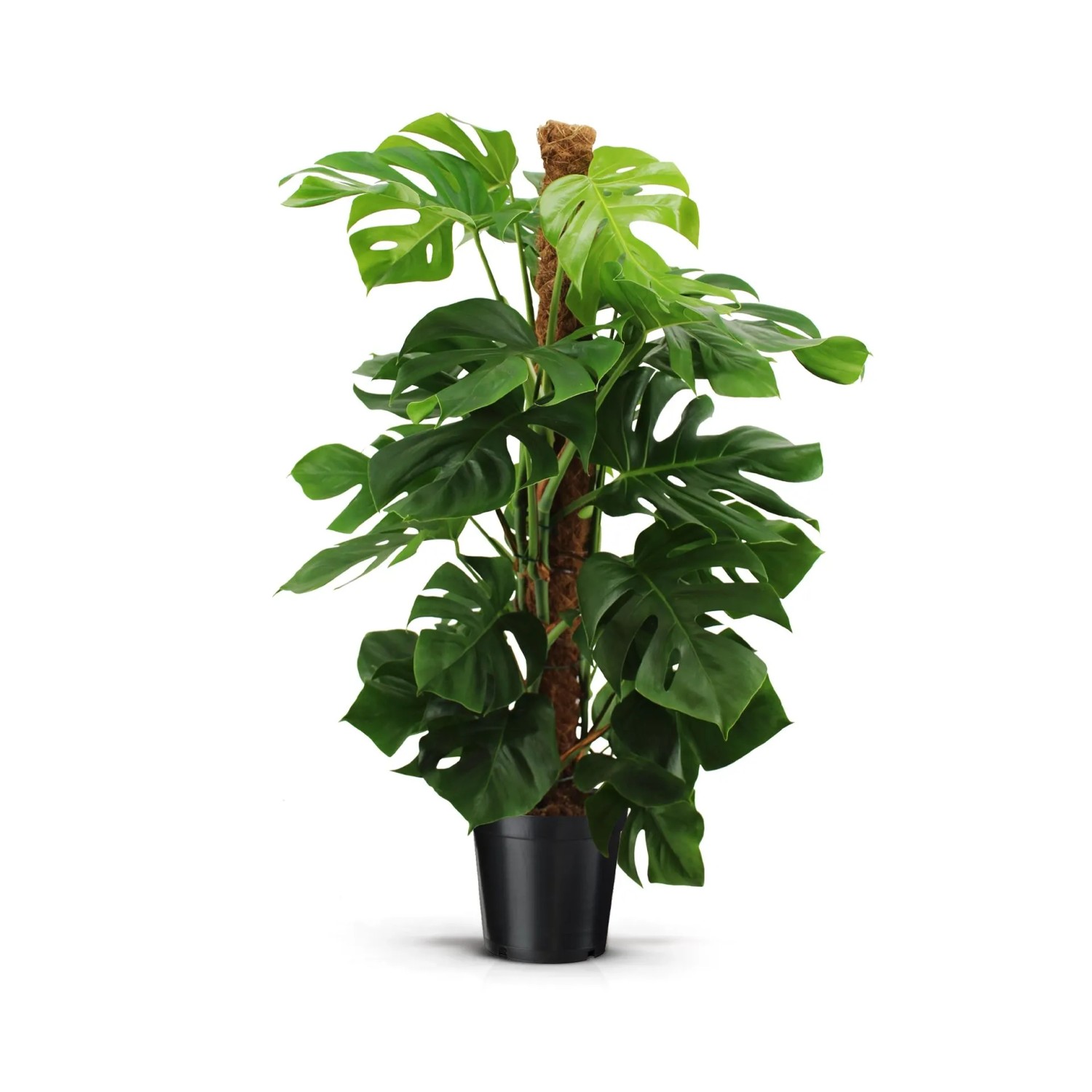 plantera monstera 4' Monstera Plant in Modern Gray Planter