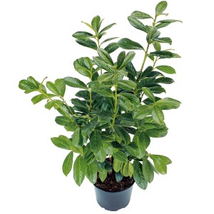 Kirschlorbeer im Topf, ca. 50-60 cm hoch, ideal als immergrüne Heckenpflanze.