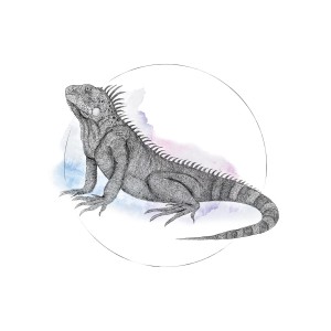 Komar Wandbild: Aquarell-Illustration einer Iguana, 40x50 cm. Dekorative Wandgestaltung für Wohnräume.