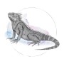 Komar Wandbild: Aquarell-Illustration einer Iguana, 40x50 cm. Dekorative Wandgestaltung für Wohnräume.