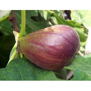 Nahaufnahme einer reifen, braun-violetten Echten Feige am Baum. Kategorie: Obstpflanzen.