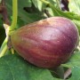 Nahaufnahme einer reifen, braun-violetten Echten Feige am Baum. Kategorie: Obstpflanzen.