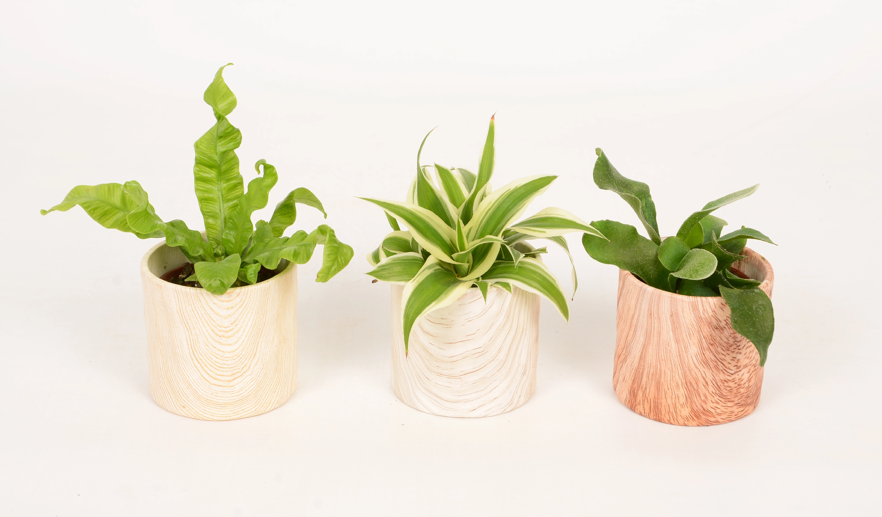Kleine Grünpflanze im KeramikGefäß mit Holzmaserung TopfØ ca. 6 cm