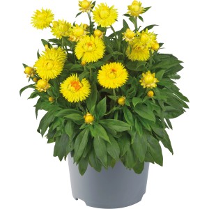 Gelber Xerochrysum Mix im Topf, eine farbenfrohe Stehpflanze von Grow by OBI.