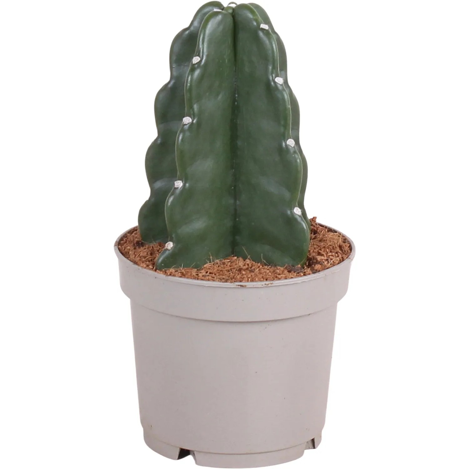 Kaktus "Cuddly Cactus" Hhe ca. 20-25 cm Topf- ca. 12 cm kaufen bei OBI