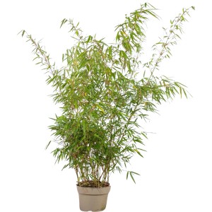 Schirmbambus Fargesia rufa, ca. 125-150cm hoch, im Topf. Ideal als Hecke oder Solitär.