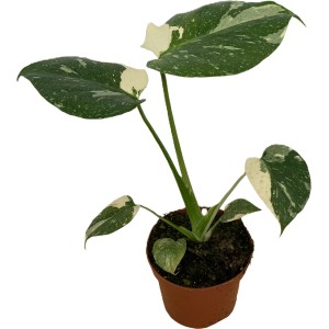 Fensterblatt "Thai Constellation" Höhe ca. 5 - 10 cm Topf-Ø ca. 9 cm Monstera